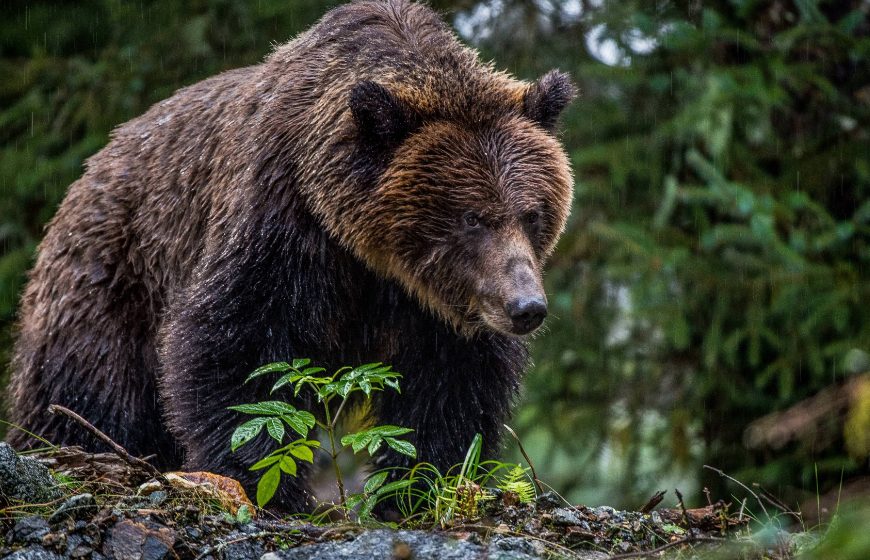 The Bear From The North