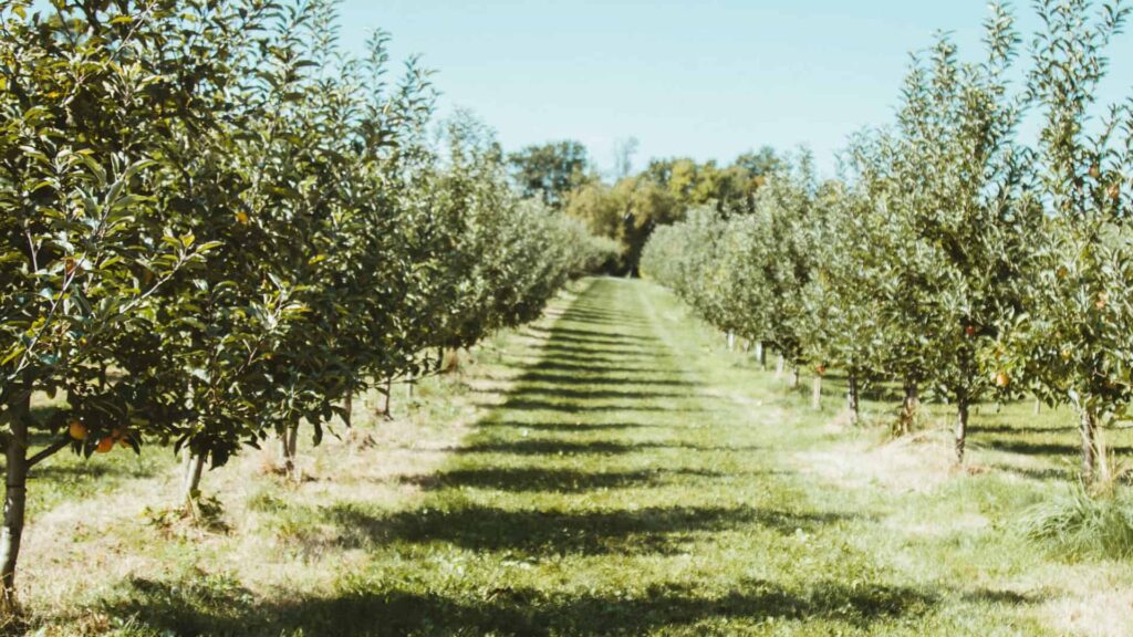 The Fruit Of The Spirit Examined