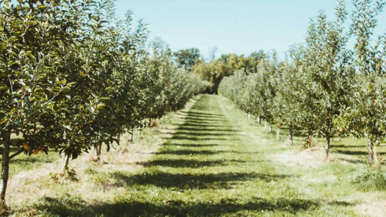 The Fruit Of The Spirit Examined