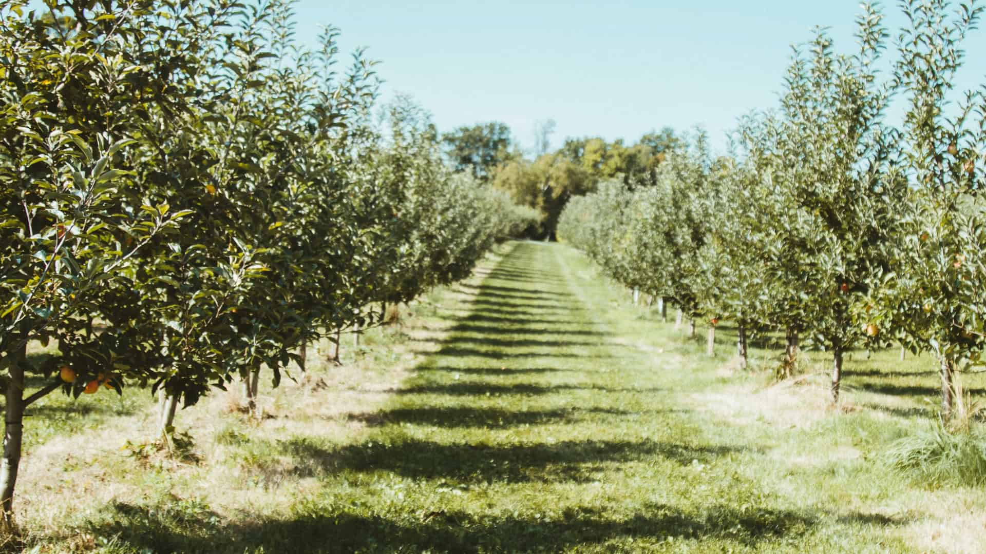 The Fruit Of The Spirit Examined