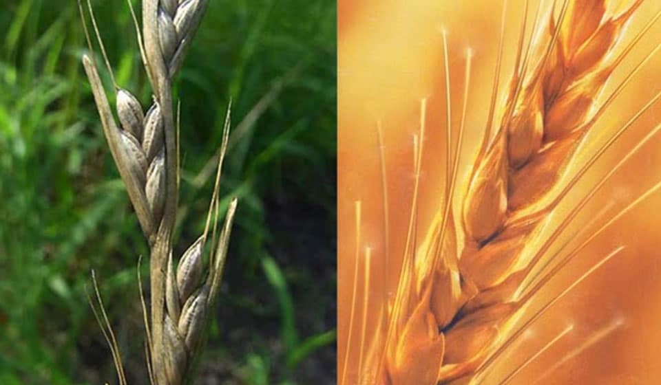 The Wheat and the Tares